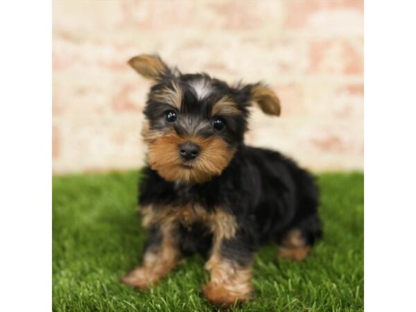 Silky Terrier DOG Male Black / Tan 14261 Petland Chillicothe, Ohio