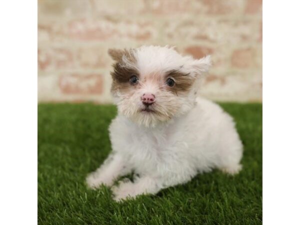 Schnoodle DOG Male White 14266 Petland Chillicothe, Ohio