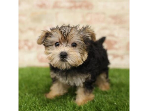 Yorkshire Terrier/Maltese DOG Female Black / Tan 14264 Petland Chillicothe, Ohio