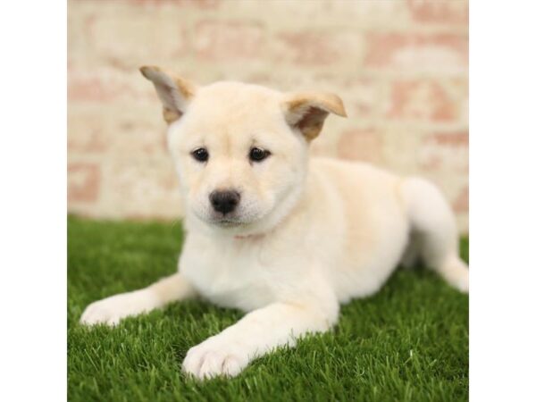 Shiba Inu DOG Female Cream 14267 Petland Chillicothe, Ohio