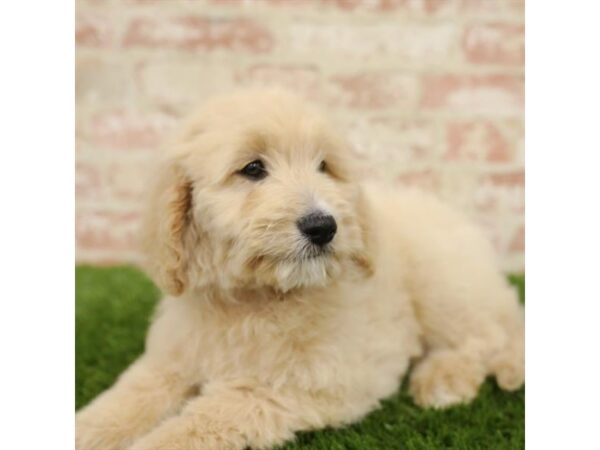 Goldendoodle DOG Female Golden 14265 Petland Chillicothe, Ohio