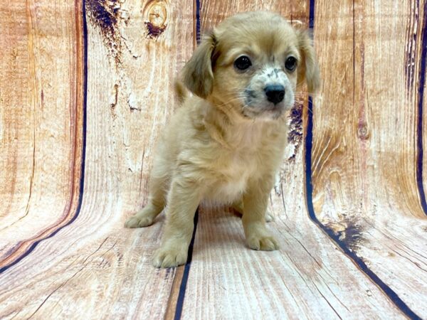 Chiweenie DOG Male CREAM 14271 Petland Chillicothe, Ohio