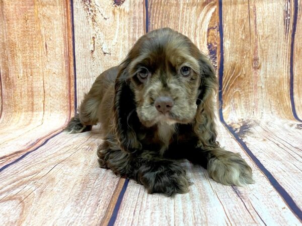 Cocker Spaniel DOG Female CHOC MERLE 14270 Petland Chillicothe, Ohio