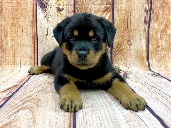 Rottweiler DOG Male Black Tan 14268 Petland Chillicothe, Ohio