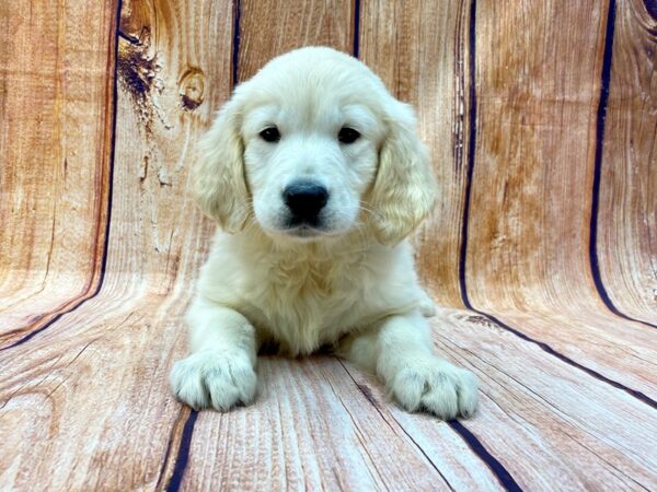 Golden Retriever DOG Male Light Golden 14273 Petland Chillicothe, Ohio