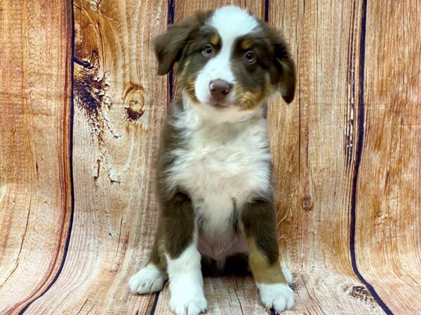 Miniature Australian Shepherd DOG Male Red Tri 14275 Petland Chillicothe, Ohio