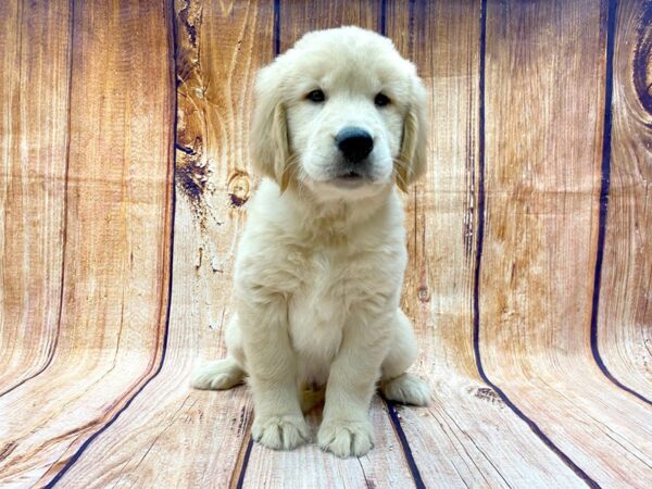 Golden Retriever DOG Male Golden 14272 Petland Chillicothe, Ohio