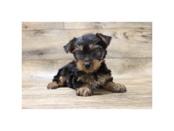 Yorkshire Terrier DOG Female Black / Tan 14284 Petland Chillicothe, Ohio