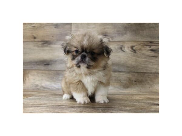 Pekingese DOG Female Red Sable 14283 Petland Chillicothe, Ohio