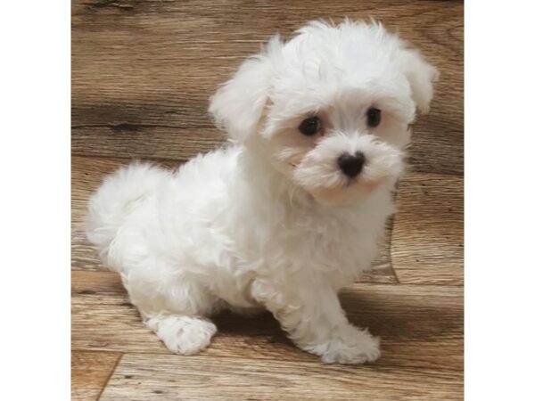 Maltese DOG Female White 14282 Petland Chillicothe, Ohio