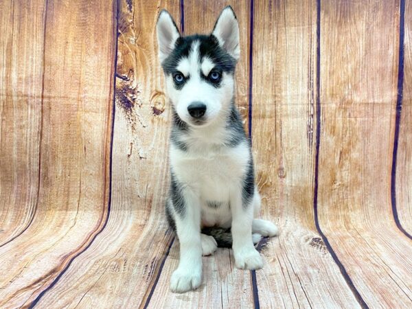 Siberian Husky DOG Female Black & White 14287 Petland Chillicothe, Ohio