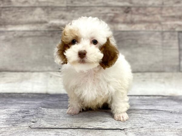 Poodle DOG Male Chocolate 14289 Petland Chillicothe, Ohio