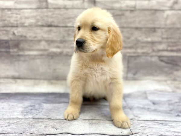 Golden Retriever DOG Male Golden 14288 Petland Chillicothe, Ohio