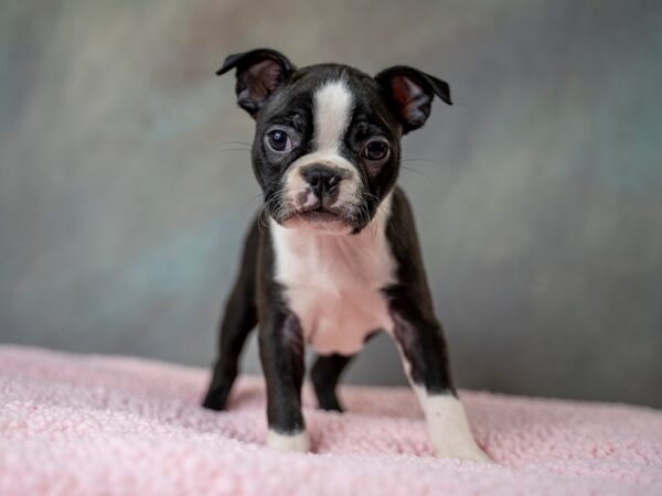 Boston Terrier DOG Female Black & White 14298 Petland Chillicothe, Ohio