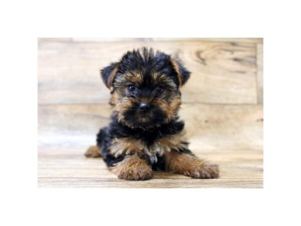 Morkie DOG Male Black & Tan 14297 Petland Chillicothe, Ohio