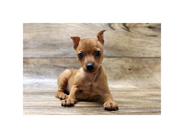 Pinscher mini for clearance sale