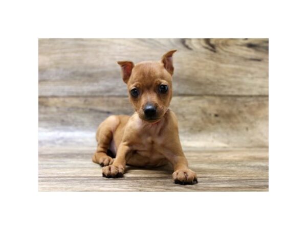 Miniature Pinscher DOG Female Red 14295 Petland Chillicothe, Ohio