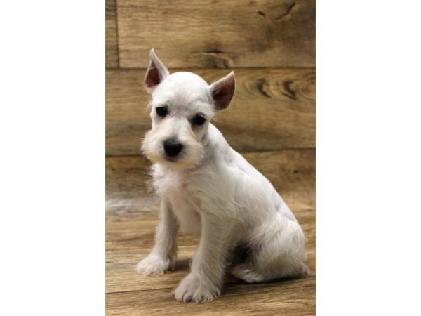 Miniature Schnauzer DOG Female White 14296 Petland Chillicothe, Ohio