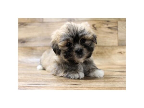 Lhasa Apso DOG Male Tan with Black Mask 14294 Petland Chillicothe, Ohio