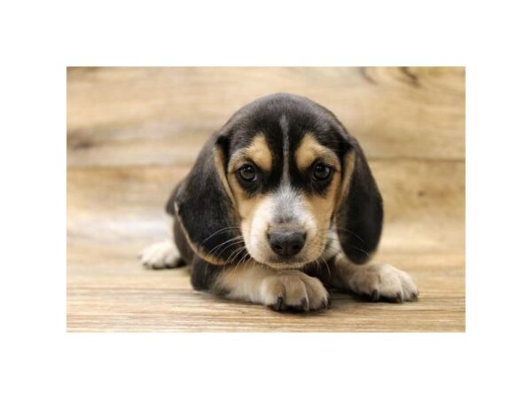 Beagle DOG Female Tri 14293 Petland Chillicothe, Ohio