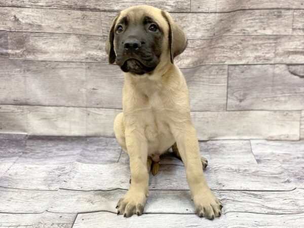 English Mastiff DOG Male Fawn 14302 Petland Chillicothe, Ohio