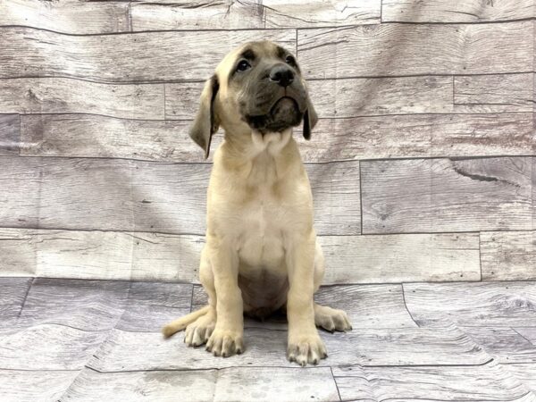 English Mastiff DOG Female Fawn 14301 Petland Chillicothe, Ohio