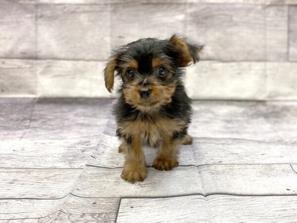 Yorkshire Terrier DOG Male Black & Tan 14300 Petland Chillicothe, Ohio