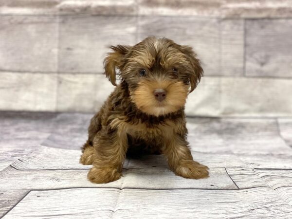 Yorkshire Terrier DOG Male Chocolate & Tan 14299 Petland Chillicothe, Ohio