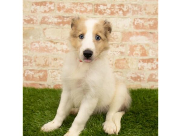 Shetland Sheepdog DOG Female Sable / White 14305 Petland Chillicothe, Ohio