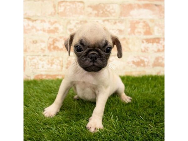 Pug DOG Female Fawn 14304 Petland Chillicothe, Ohio