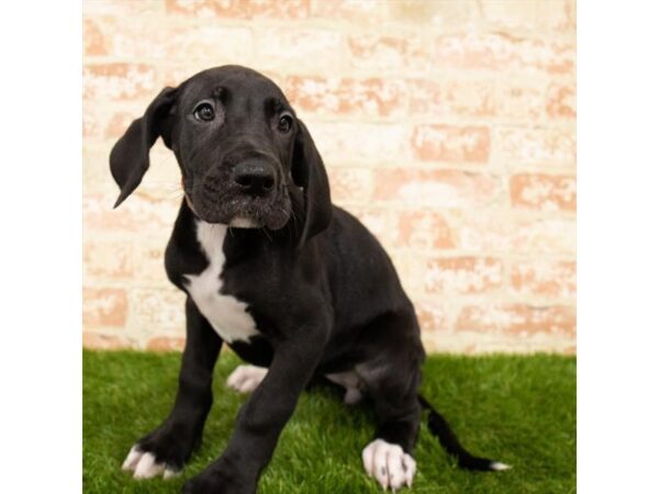 Great Dane DOG Female Black 14303 Petland Chillicothe, Ohio