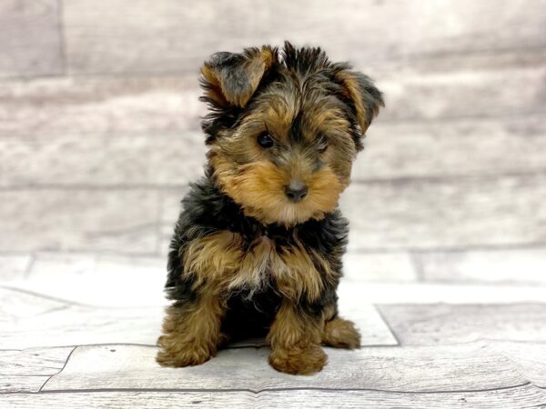 Yorkshire Terrier-DOG-Male-Black / Tan-14306-Petland Chillicothe, Ohio