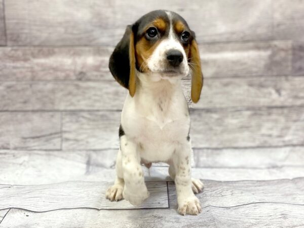 Beagle DOG Female Black White / Tan 14307 Petland Chillicothe, Ohio