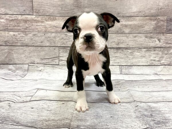 Boston Terrier DOG Male Black / White 14308 Petland Chillicothe, Ohio