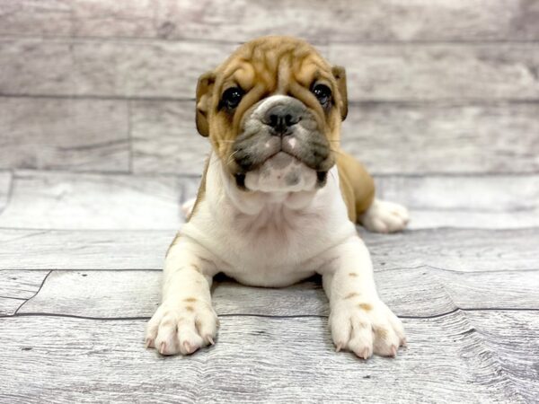 Bulldog DOG Female Red / White 14309 Petland Chillicothe, Ohio