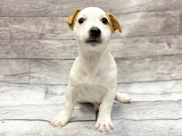 Jack Russell Terrier-DOG-Male-White / Tan-14313-Petland Chillicothe, Ohio