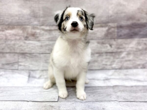 Miniature Australian Shepherd DOG Male Blue Merle 14311 Petland Chillicothe, Ohio