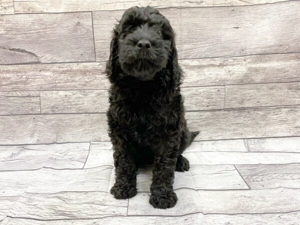 Labradoodle DOG Male Black 14315 Petland Chillicothe, Ohio