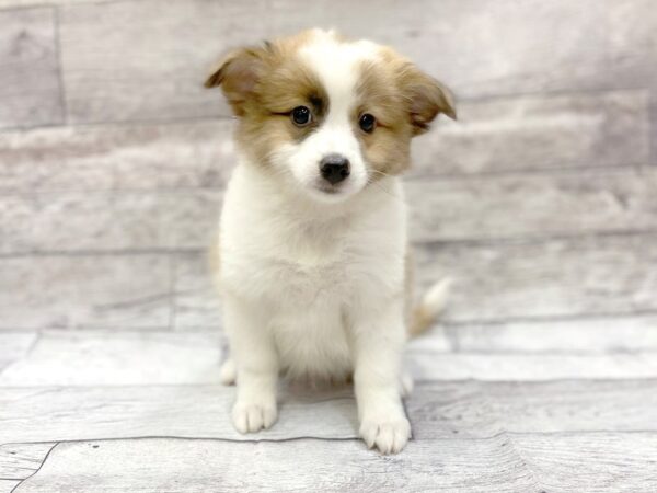 Aussie Mo-DOG-Male-Sable-14316-Petland Chillicothe, Ohio