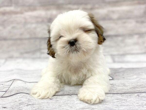 Shih Tzu DOG Female brown white 14317 Petland Chillicothe, Ohio