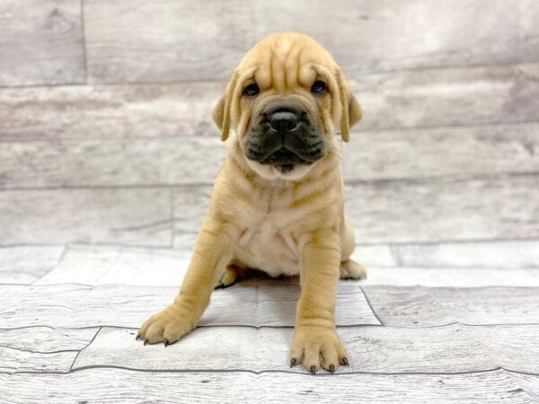 Ori Pei-DOG-Female-FAWN-14318-Petland Chillicothe, Ohio