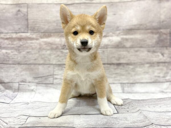 Shiba Inu DOG Female Red Sesame 14323 Petland Chillicothe, Ohio