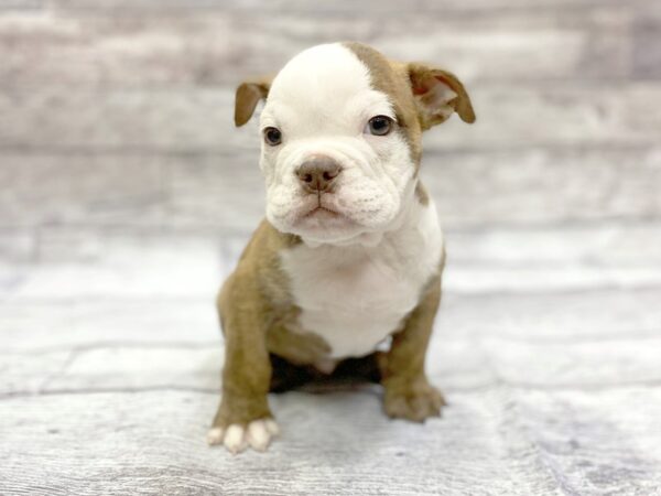 English Bulldog DOG Male Chocolate brindle 14322 Petland Chillicothe, Ohio