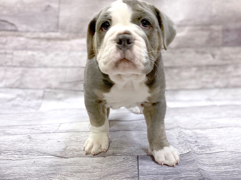 Blue Tri Olde English Bulldog