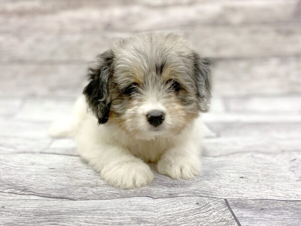 POM CHON DOG Female BLUE MERLE 14319 Petland Chillicothe, Ohio