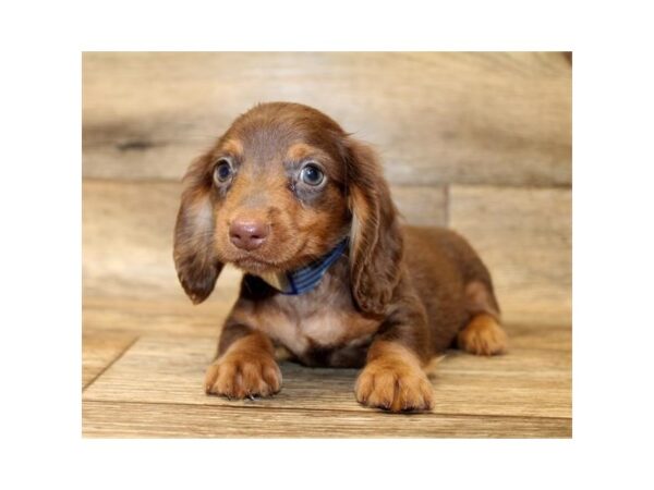 Dachshund DOG Male Chocolate / Tan 14346 Petland Chillicothe, Ohio