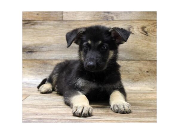 German Shepherd Dog DOG Male Black / Tan 14349 Petland Chillicothe, Ohio