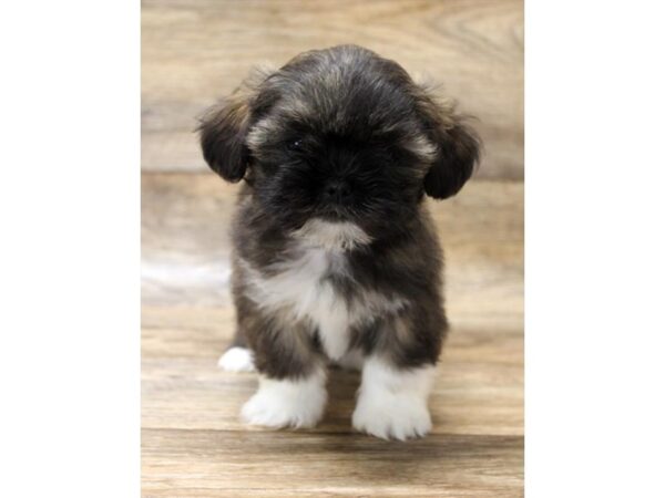 Lhasa Apso DOG Female Golden 14347 Petland Chillicothe, Ohio