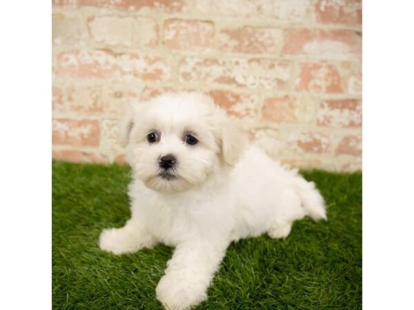 Teddy Bear DOG Female Cream 14354 Petland Chillicothe, Ohio