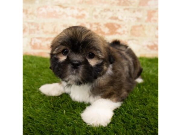 Lhasa Apso DOG Female Brindle 14351 Petland Chillicothe, Ohio